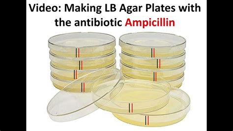 ampicillin plates protocol.